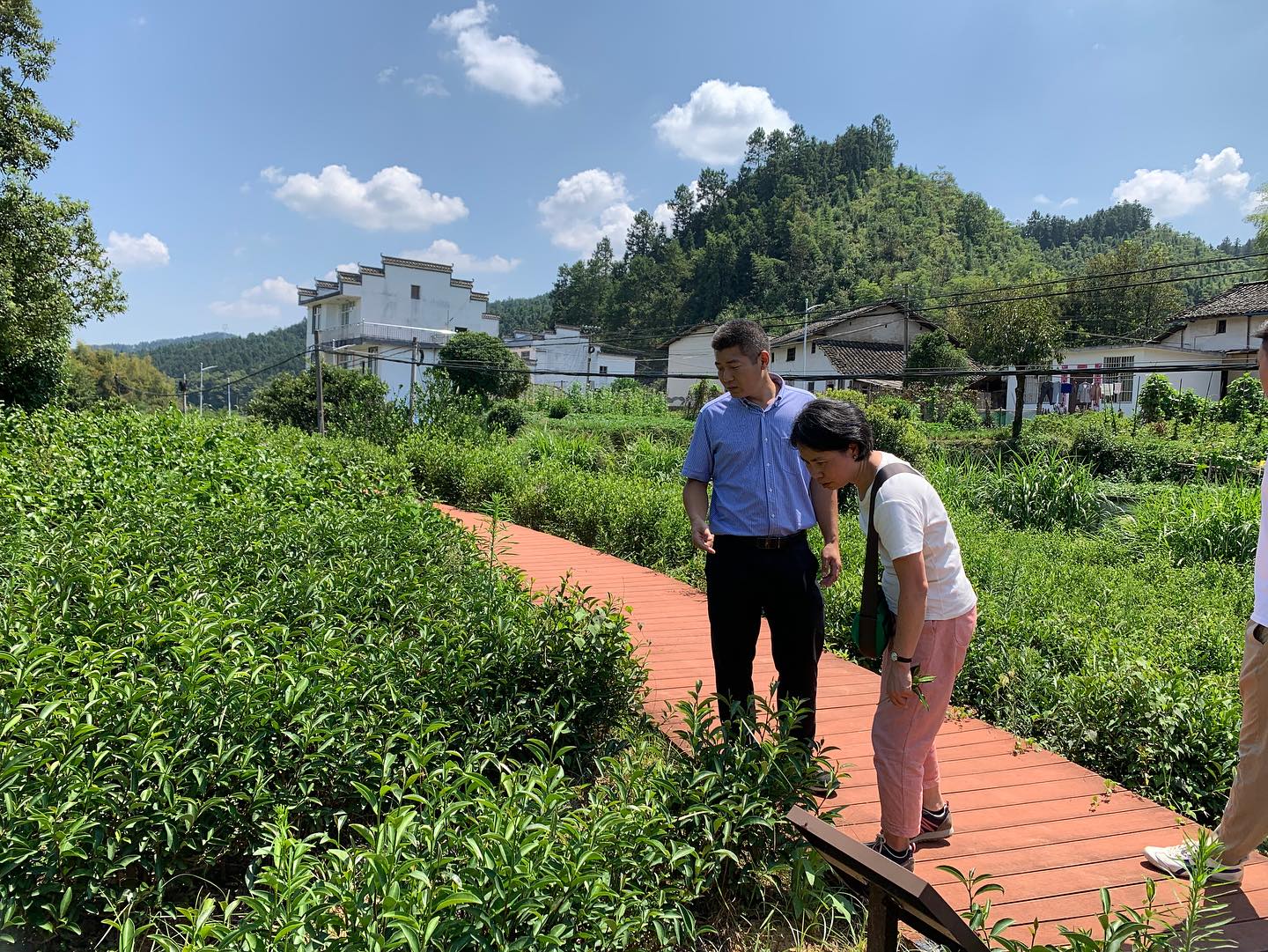 Dans les usines de thé de l'Anhui