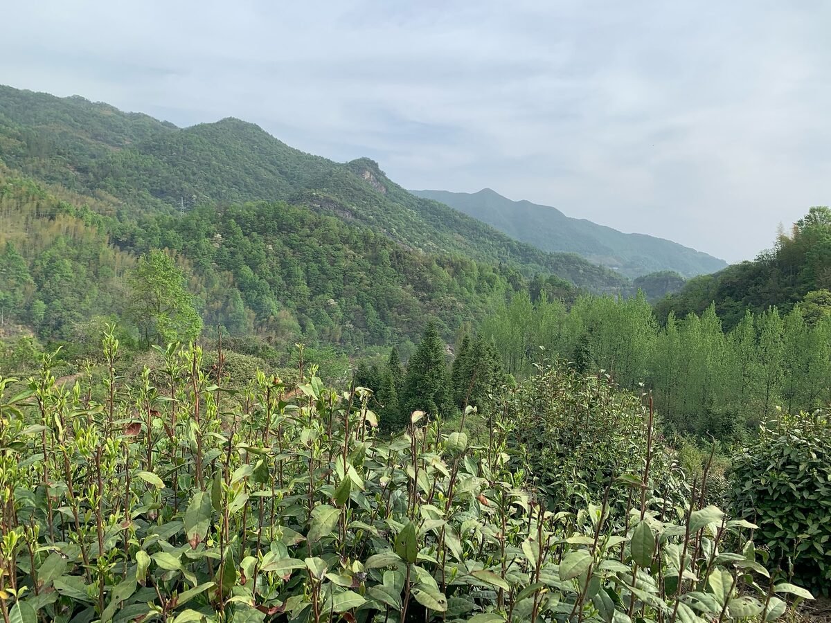 Photo prise lors du voyage chez les producteurs en Chine