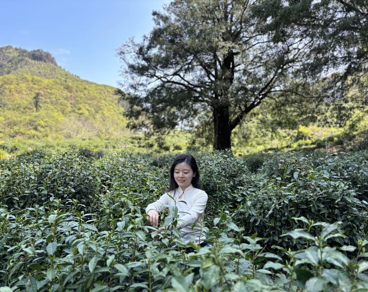 Le service du thé en gong fu cha