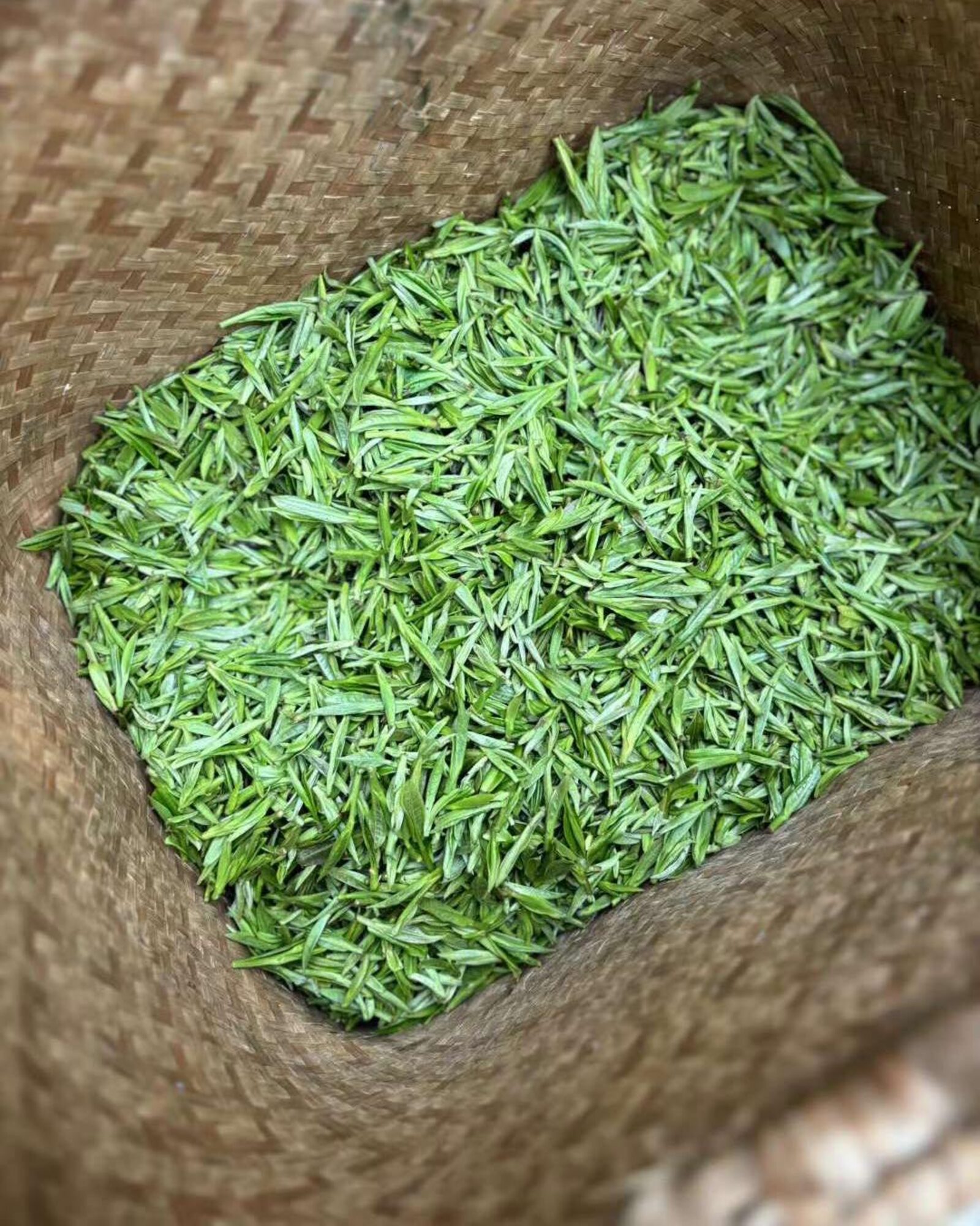 Une corbeille de jeunes feuilles de thé fraîchement cueillies au printemps