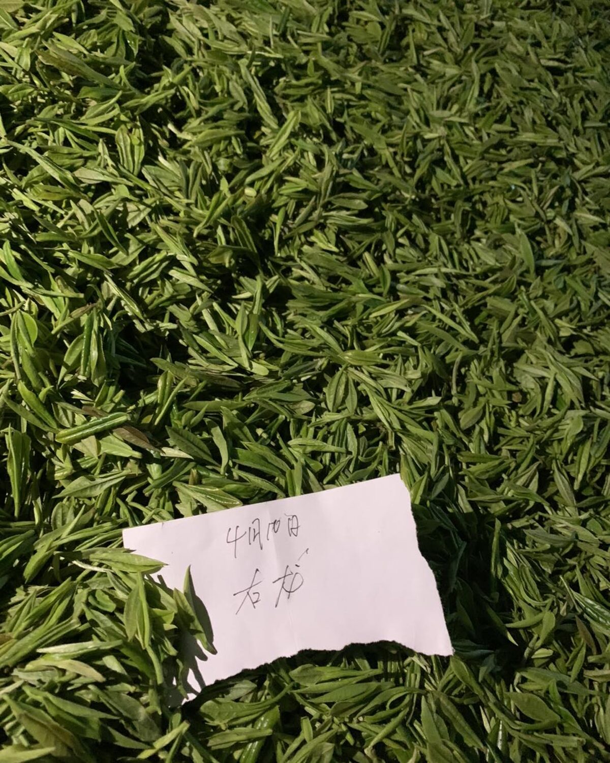 Photo prise lors du voyage chez les producteurs en Chine