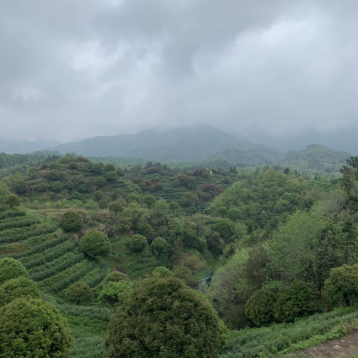 Photo prise lors du voyage chez les producteurs en Chine