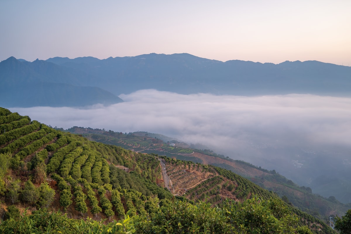 Terrasses de théiers au-dessus de la mer de nuages, au matin dans les montagnes