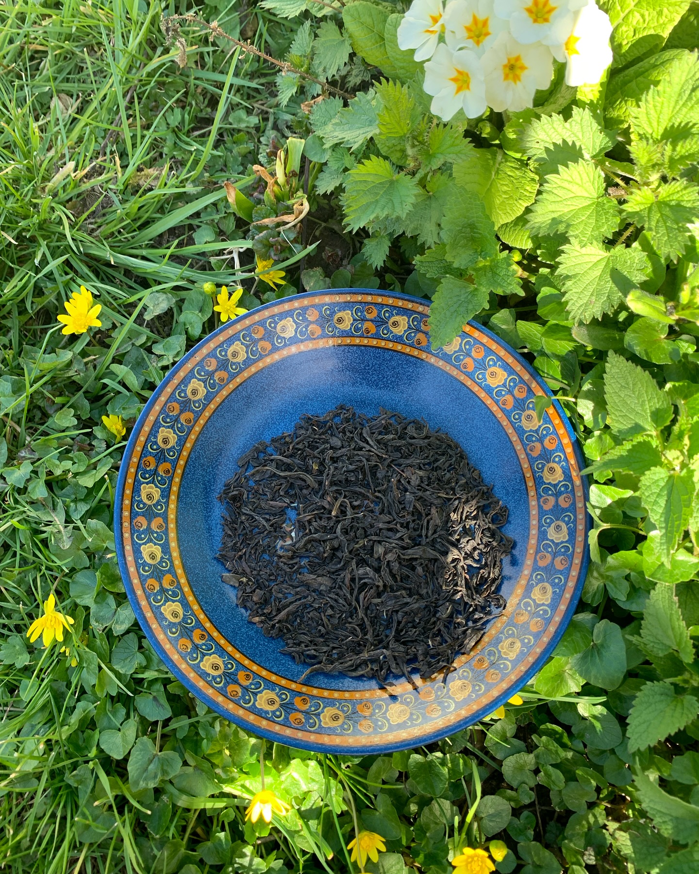 Les longues feuilles torsadées du thé de roche
