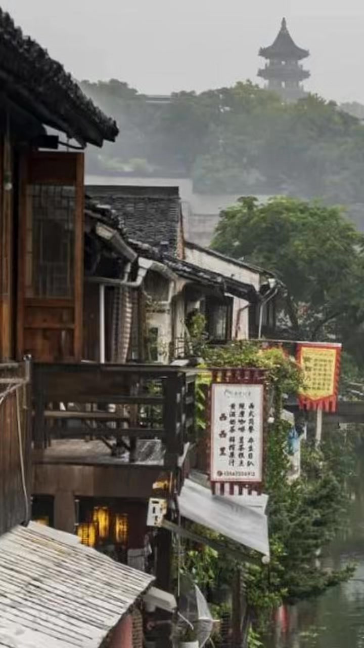 La récolte de printemps du Tie Guan Yin dans le district d'Anxi