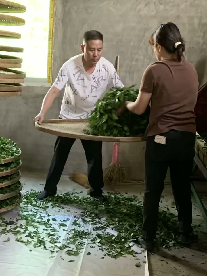 Chez Maître Wang, la fabrication du Tie Guan Yin d'Anxi