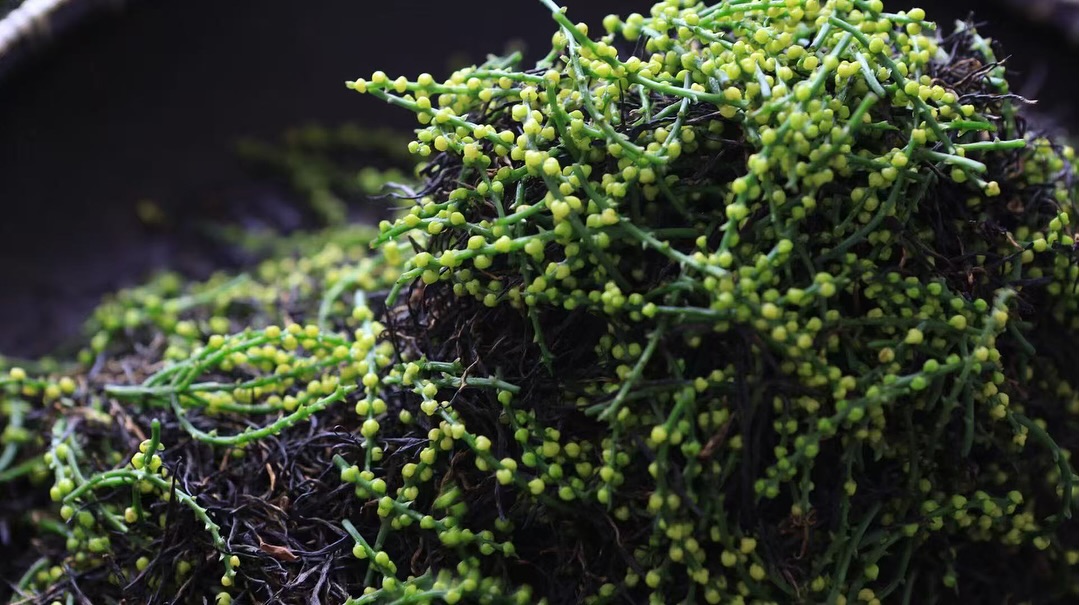 Les fleurs de zhulan, petites perles jaunes qui parfument le thé