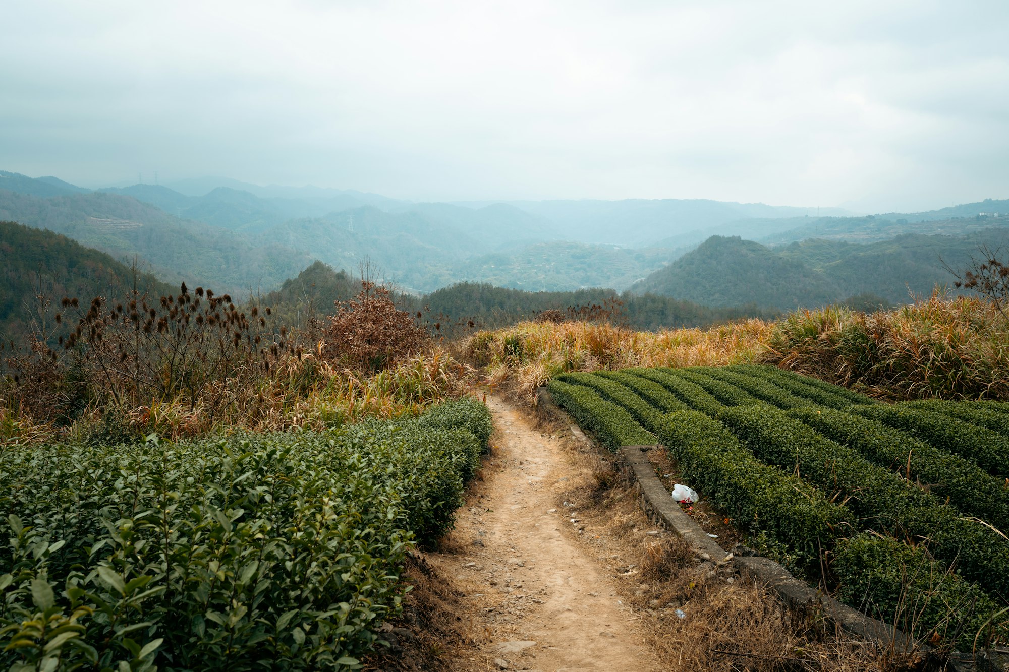 Un chemin de terre entre les rangs de théiers, montagnes à l'horizon