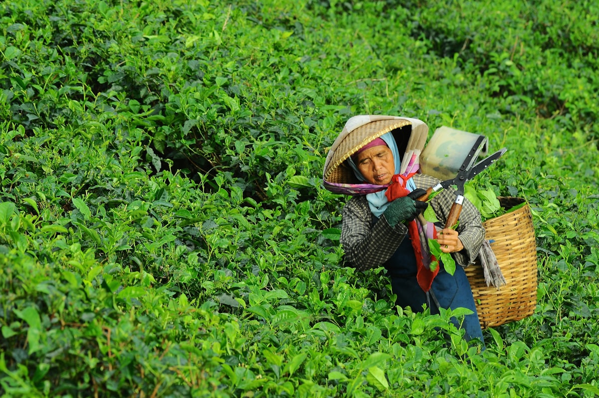 Lijun dans un jardin de thé, à la cueillette